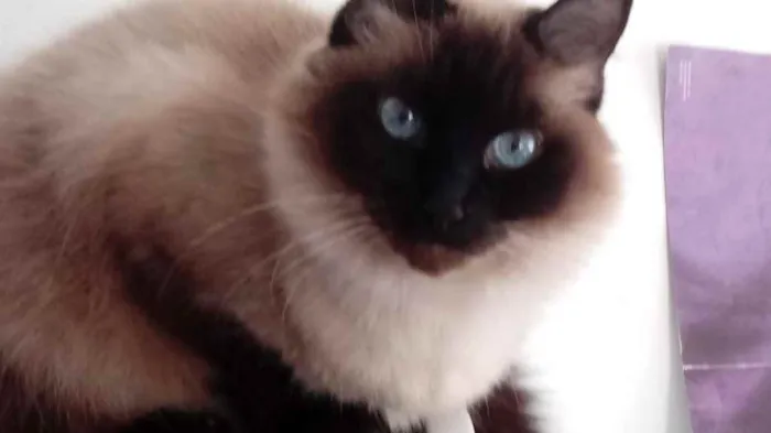 Gato ra a Siamesa  idade 2 anos nome Amanda linda gatinha