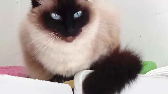 Gato ra a Siamesa  idade 2 anos nome Amanda linda gatinha