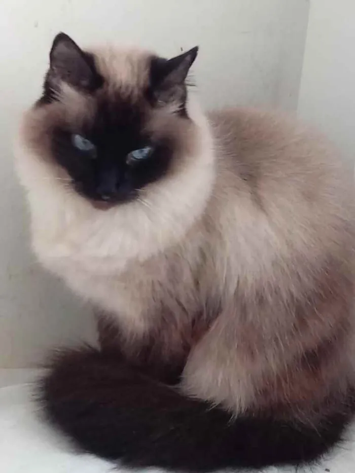 Gato ra a Siamesa  idade 2 anos nome Amanda linda gatinha