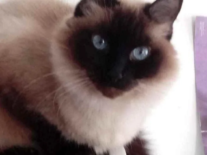 Gato ra a Siamesa  idade 2 anos nome Amanda linda gatinha