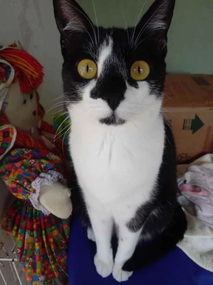 Gato ra a Srd idade 1 ano nome Linguiça linda gatin