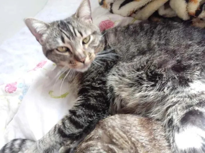 Gato ra a Srd  idade 2 anos nome Raja uma gracinha