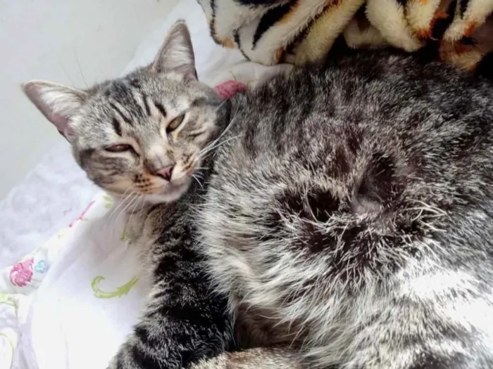 Gato ra a Srd  idade 2 anos nome Raja uma gracinha