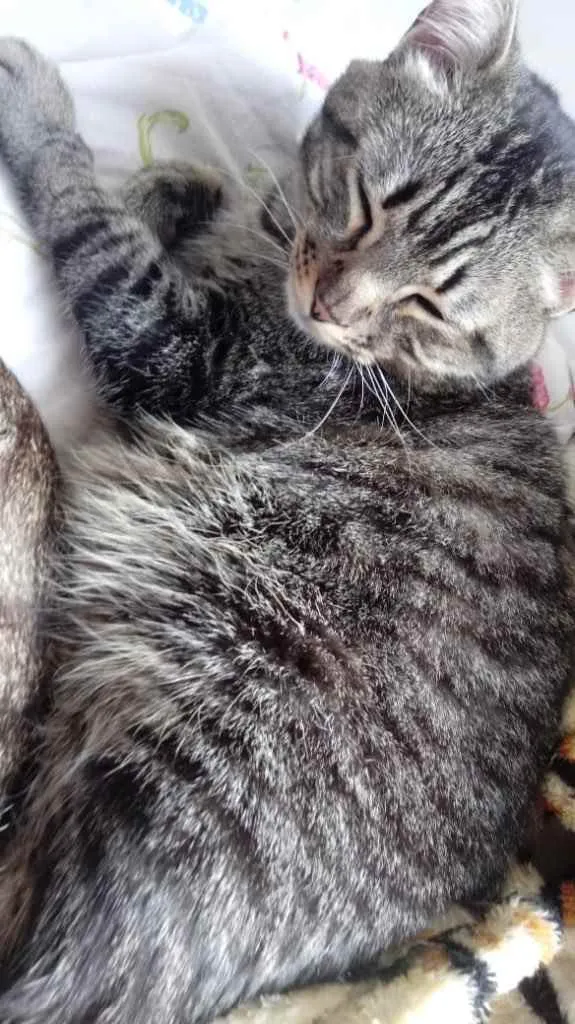 Gato ra a Srd  idade 2 anos nome Raja uma gracinha