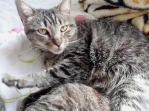 Gato raça Srd  idade 2 anos nome Raja uma gracinha 