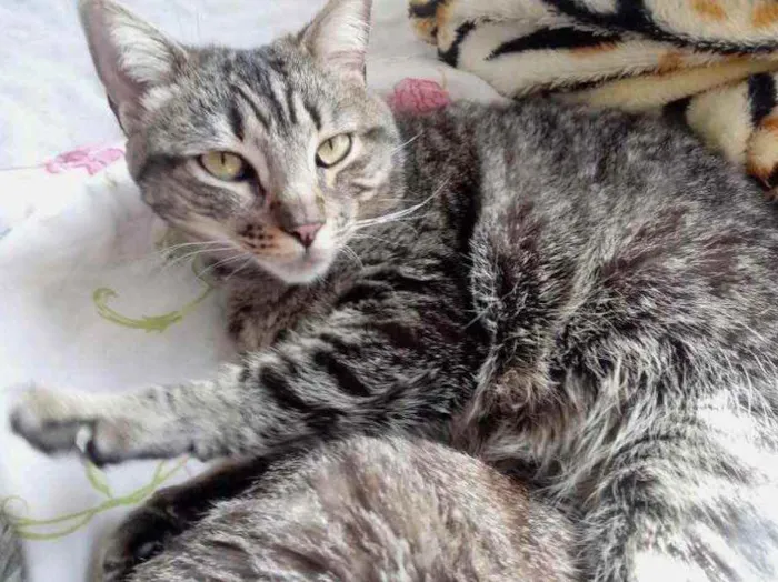 Gato ra a Srd  idade 2 anos nome Raja uma gracinha