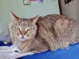 Ruivo lindo gatinho