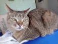 Ruivo lindo gatinho