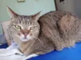 Ruivo lindo gatinho