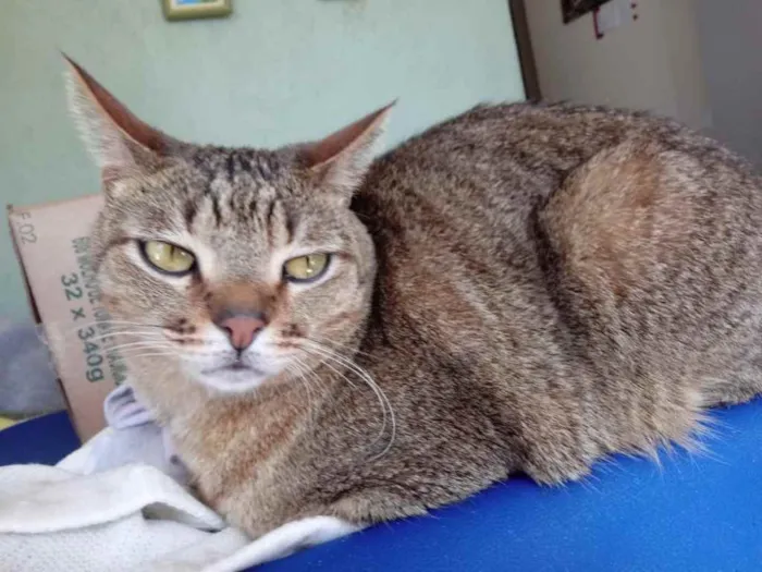Gato ra a Srd idade 2 anos nome Ruivo lindo gatinho