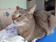 Ruivo lindo gatinho
