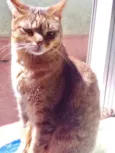 Ruivo lindo gatinho
