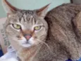 Ruivo lindo gatinho
