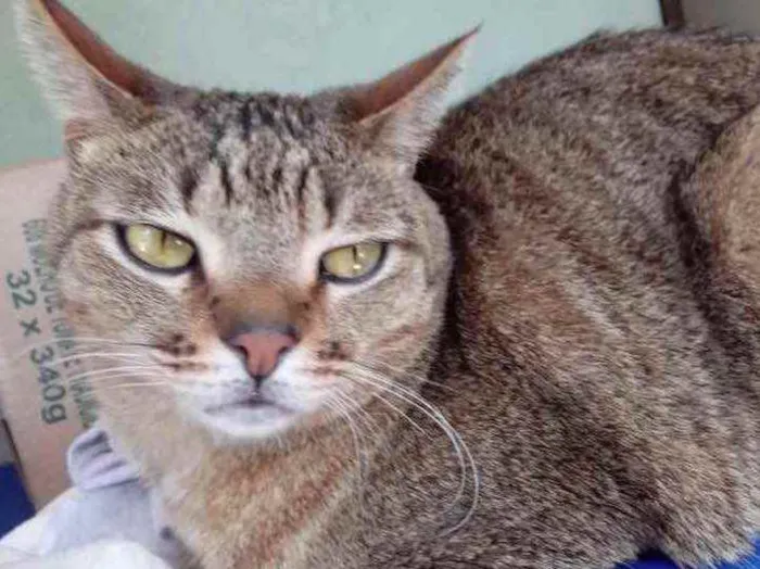 Gato ra a Srd idade 2 anos nome Ruivo lindo gatinho