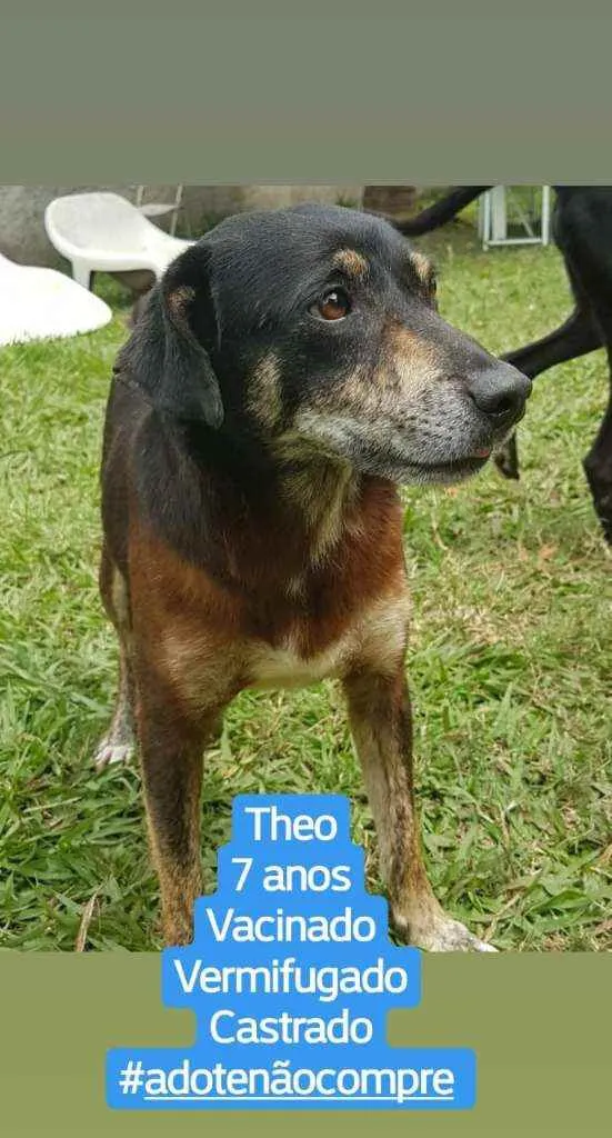 Cachorro ra a SRD idade 6 ou mais anos nome Théo