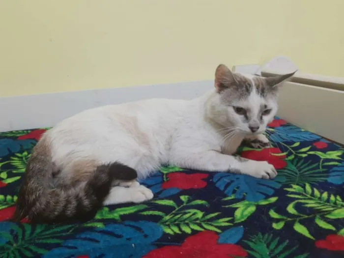 Gato ra a SRD idade 1 ano nome Aquiles