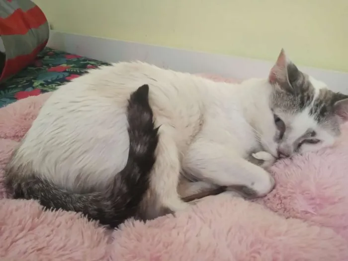 Gato ra a SRD idade 1 ano nome Aquiles
