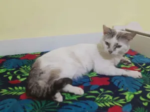 Gato raça SRD idade 1 ano nome Aquiles