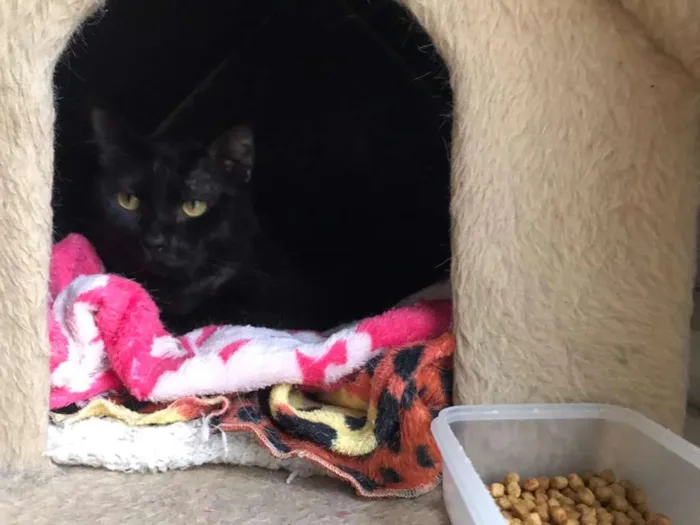 Gato raça SRD idade 2 anos nome Bach