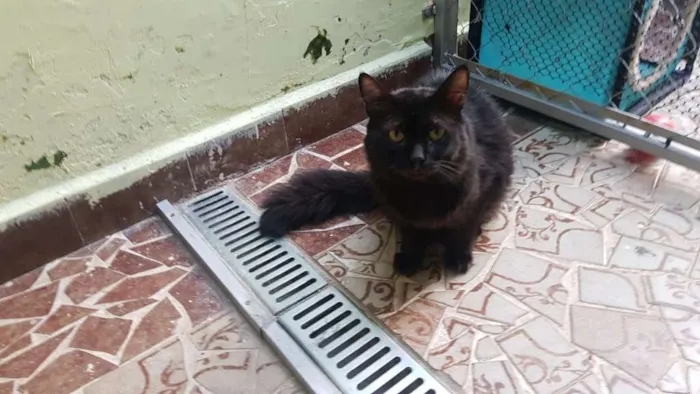 Gato raça SRD idade 2 anos nome Bach