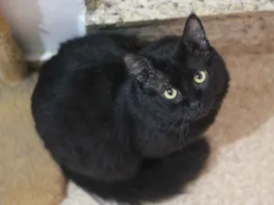 Gato raça SRD idade 2 anos nome Bach