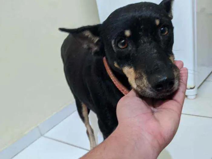 Cachorro ra a Sem raça definida idade 6 ou mais anos nome Nego