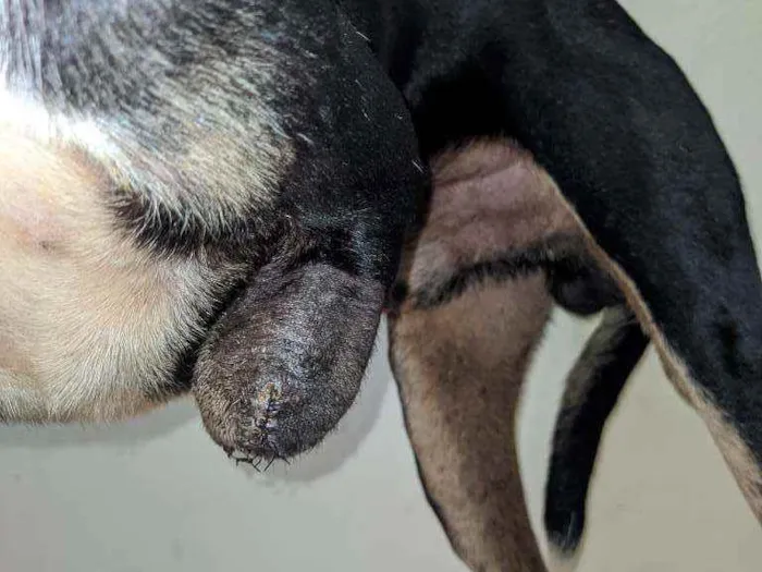 Cachorro ra a Sem raça definida idade 6 ou mais anos nome Nego