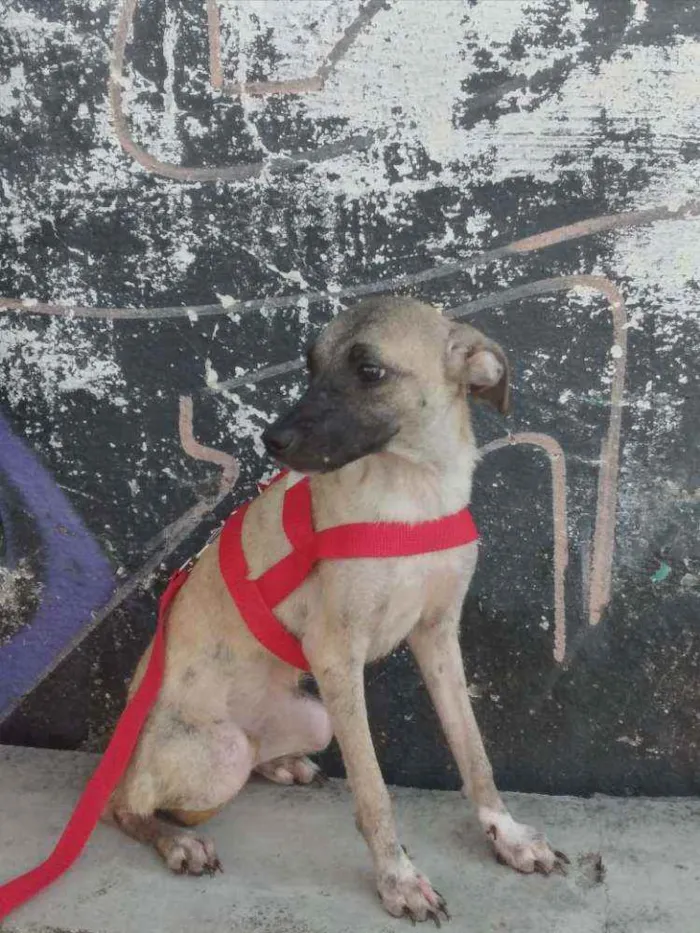 Cachorro ra a Srd idade 2 a 6 meses nome Pietra