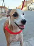 Margarida 