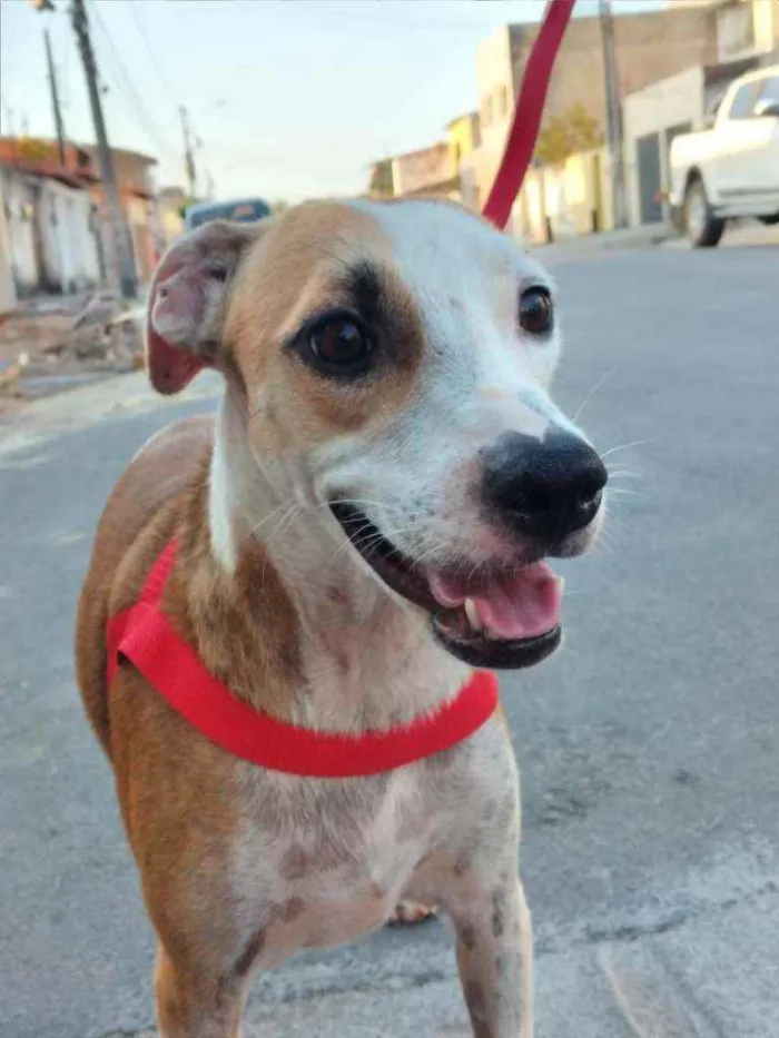 Cachorro ra a Srd idade 7 a 11 meses nome Margarida 