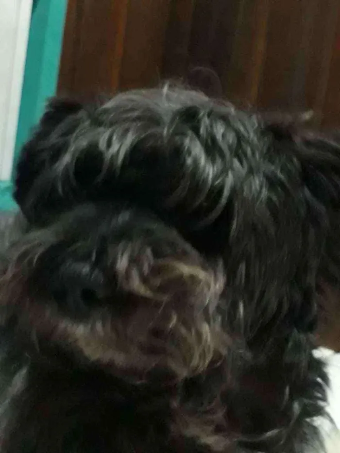 Cachorro ra a Mistura de lhasa com shinauzer idade 5 anos nome Forfo