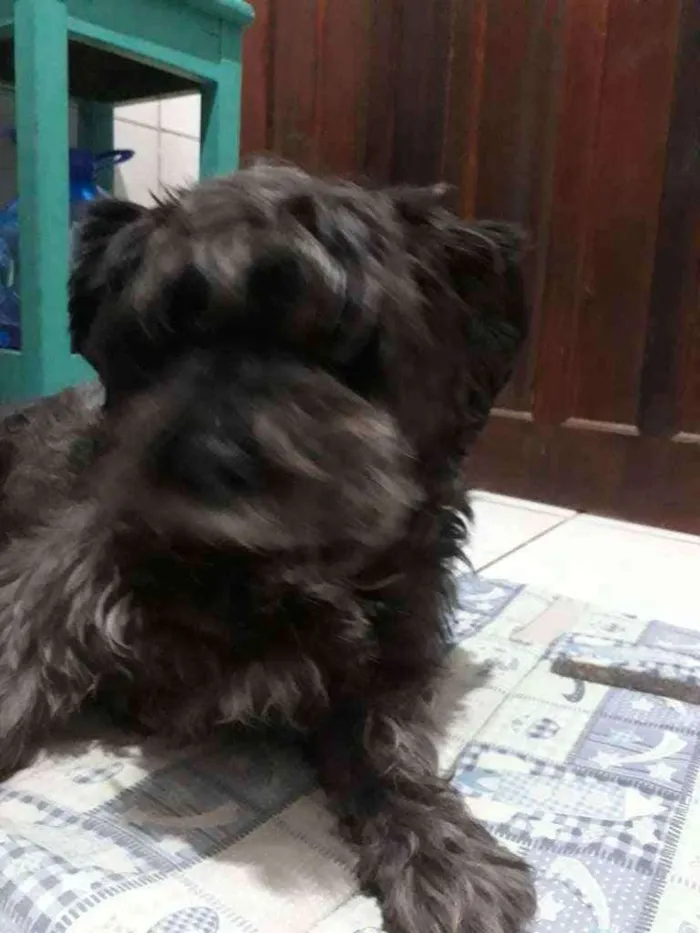 Cachorro ra a Mistura de lhasa com shinauzer idade 5 anos nome Forfo