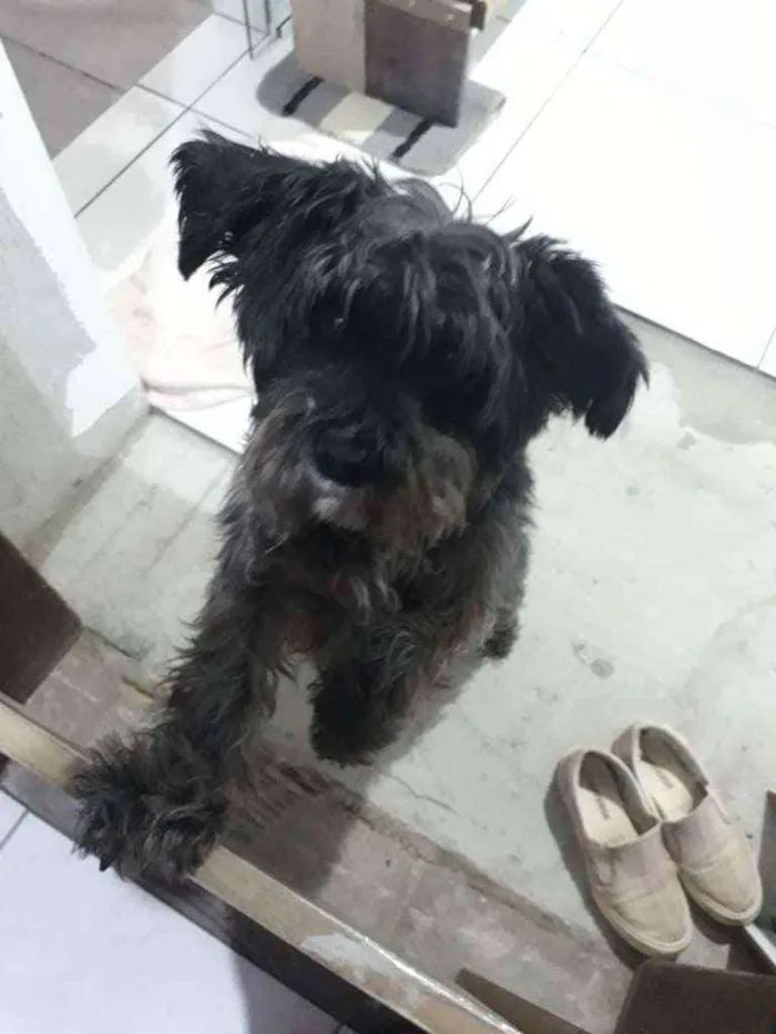 Cachorro ra a Mistura de lhasa com shinauzer idade 5 anos nome Forfo