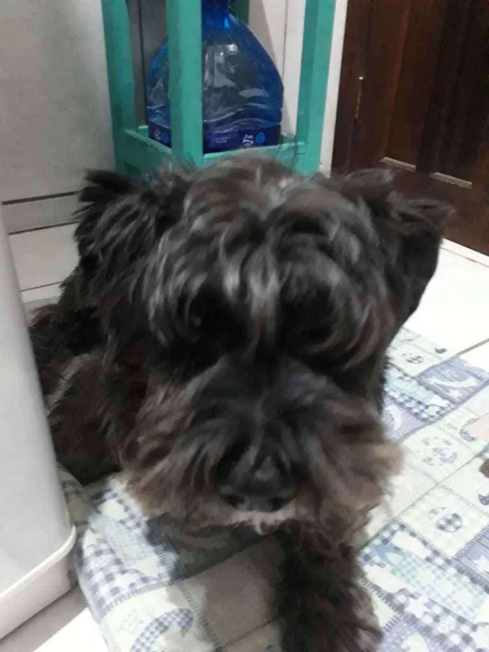 Cachorro ra a Mistura de lhasa com shinauzer idade 5 anos nome Forfo