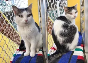 Gato raça SRD idade 3 anos nome Ana Clara