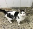 Gato raça SRD idade 3 anos nome Ana Clara