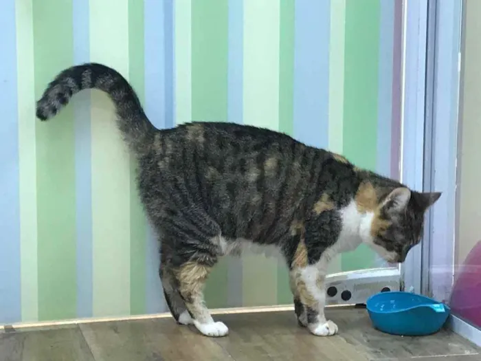 Gato raça SRD idade 2 anos nome Kiara