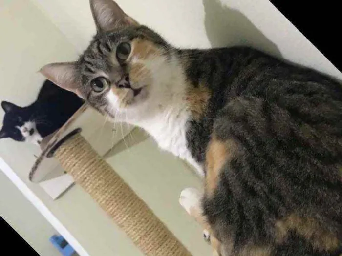 Gato raça SRD idade 2 anos nome Kiara