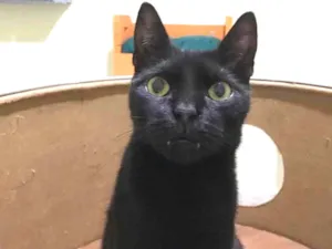 Gato raça SRD idade 3 anos nome Légolas