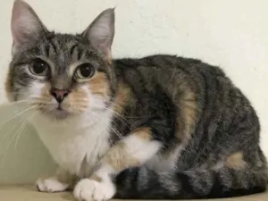 Gato raça SRD idade 2 anos nome Kiara