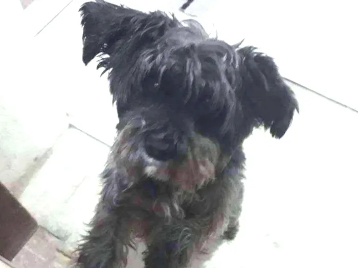 Cachorro ra a Mistura de lhasa com shinauzer idade 5 anos nome Forfo