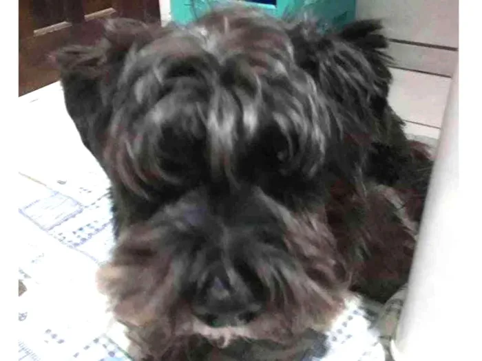 Cachorro ra a Mistura de lhasa com shinauzer idade 5 anos nome Forfo