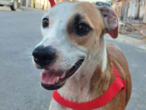 Cachorro raça Srd idade 7 a 11 meses nome Margarida 