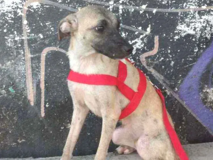 Cachorro ra a Srd idade 2 a 6 meses nome Pietra