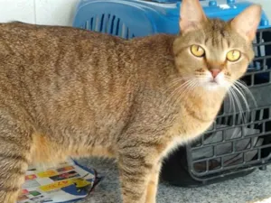Gato raça Srd  idade 2 anos nome Ruivo lindo gatinho 