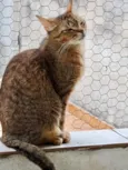 Ruivo lindo gatinho