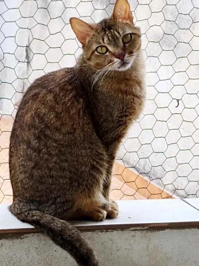 Gato ra a Srd  idade 2 anos nome Ruivo lindo gatinho