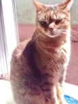 Ruivo lindo gatinho
