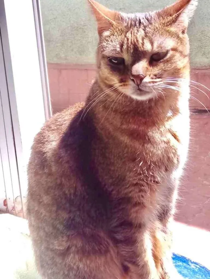Gato ra a Srd  idade 2 anos nome Ruivo lindo gatinho
