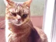Ruivo lindo gatinho